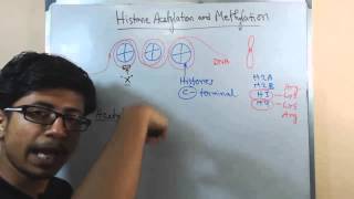 Histone acetylation and methylation [upl. by Airet]