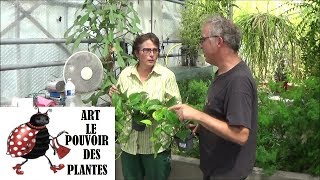 Conseils jardinage  pothos ou scindapsus Entretien et larrosage plante verte dintérieur [upl. by Leinto]