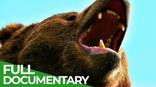 Wildlife  Episode 6 Bears  Free Documentary Nature [upl. by Anileva]