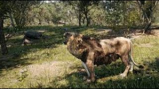 Animalia Survival  Pride Hunts Hippo [upl. by Nnylrats]