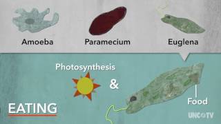 Protists  Sci NC [upl. by Osner]