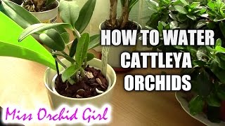 How to water Cattleya orchids  tips for a healthy orchid [upl. by Nileak]