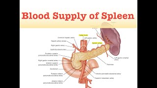 Blood Supply of Spleen [upl. by Alexio]