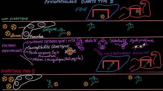 Diabète de type II  Pathophysioplogie  Docteur Synapse [upl. by Nagaem574]